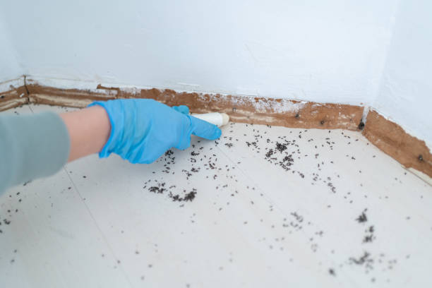 Best Rat Extermination Near Me  in Goddard, KS